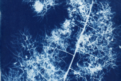 Cyanotypie_2026_006-scaled