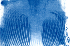 Cyanotypie_2025006