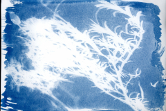 Cyanotypie_2025010