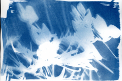 Cyanotypie_2025012