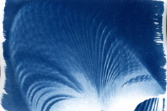 Cyanotypie_2025018